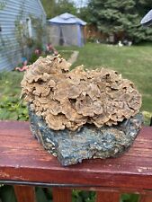 Large Piece Of Preserved Layered Turkey Tail Mushroom Dried Beige Brown picture