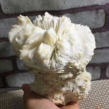 Natural Fossil New Coral Collection Antique Tabulate Coral Sea Shell 767g d22 picture