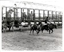 LD245 1983 Original Jim Raftery Photo FLORIDA DERBY DAY BULL CALF ROPING EVENT picture