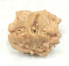 Rare Super Collector 2 Mukhi Rudraksha with 2 seed - 22.25mm-Nepal-IGL Certified picture