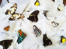 Mixed Lot of 10 REAL Butterflies TROPICAL SHIPS FROM USA Bulk, WHOLESALE picture