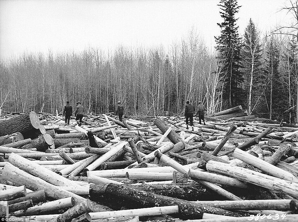 Photo Minnesota in 1937 look for a strong log to build a loading boom