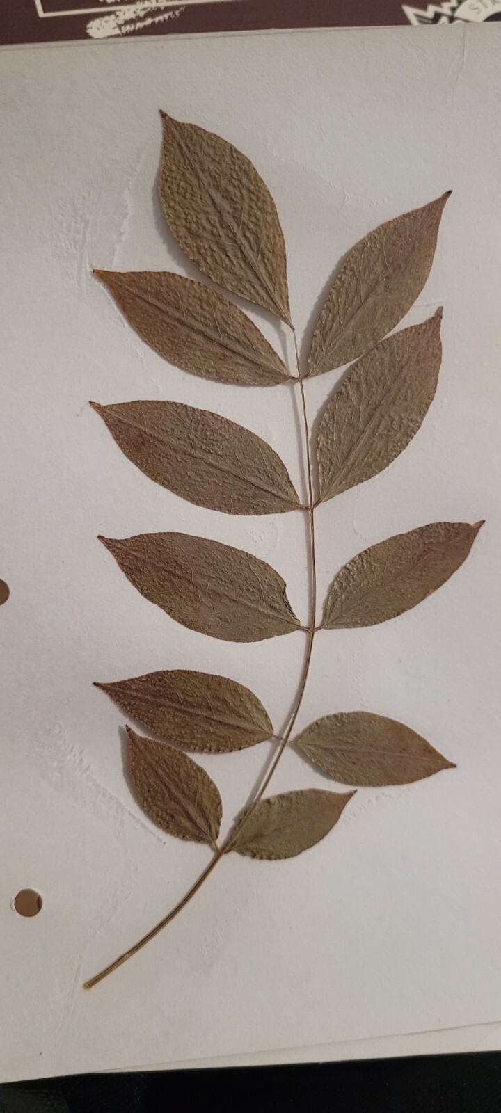 3 pressed leaves from 1970\'s