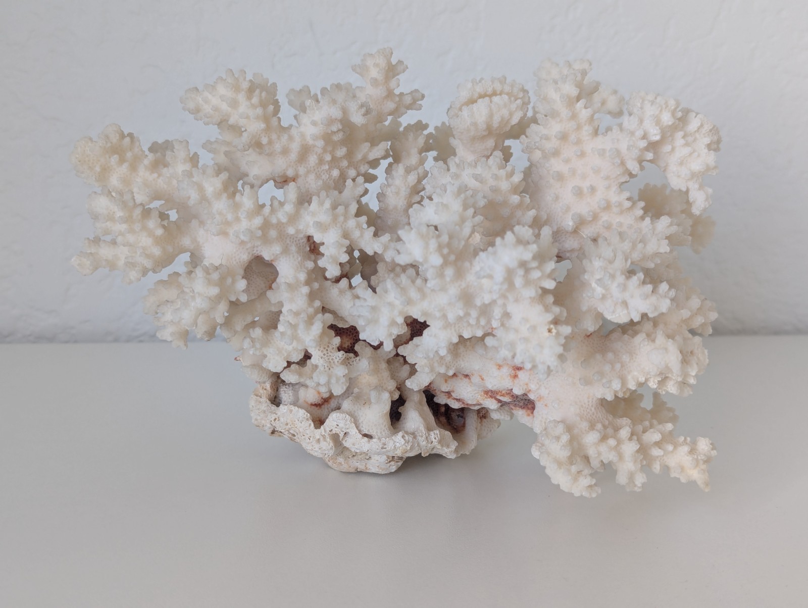 Vintage Natural Large Genuine White Coral Tree Specimen 8\