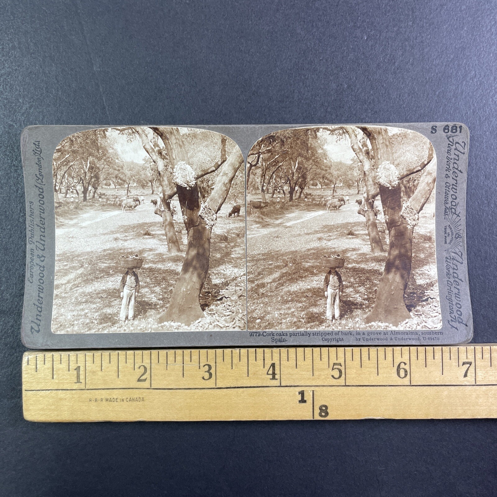 Cork Oaks Stripped Bark Stereoview Underwood & Underwood Spain 1904 Curved Mount