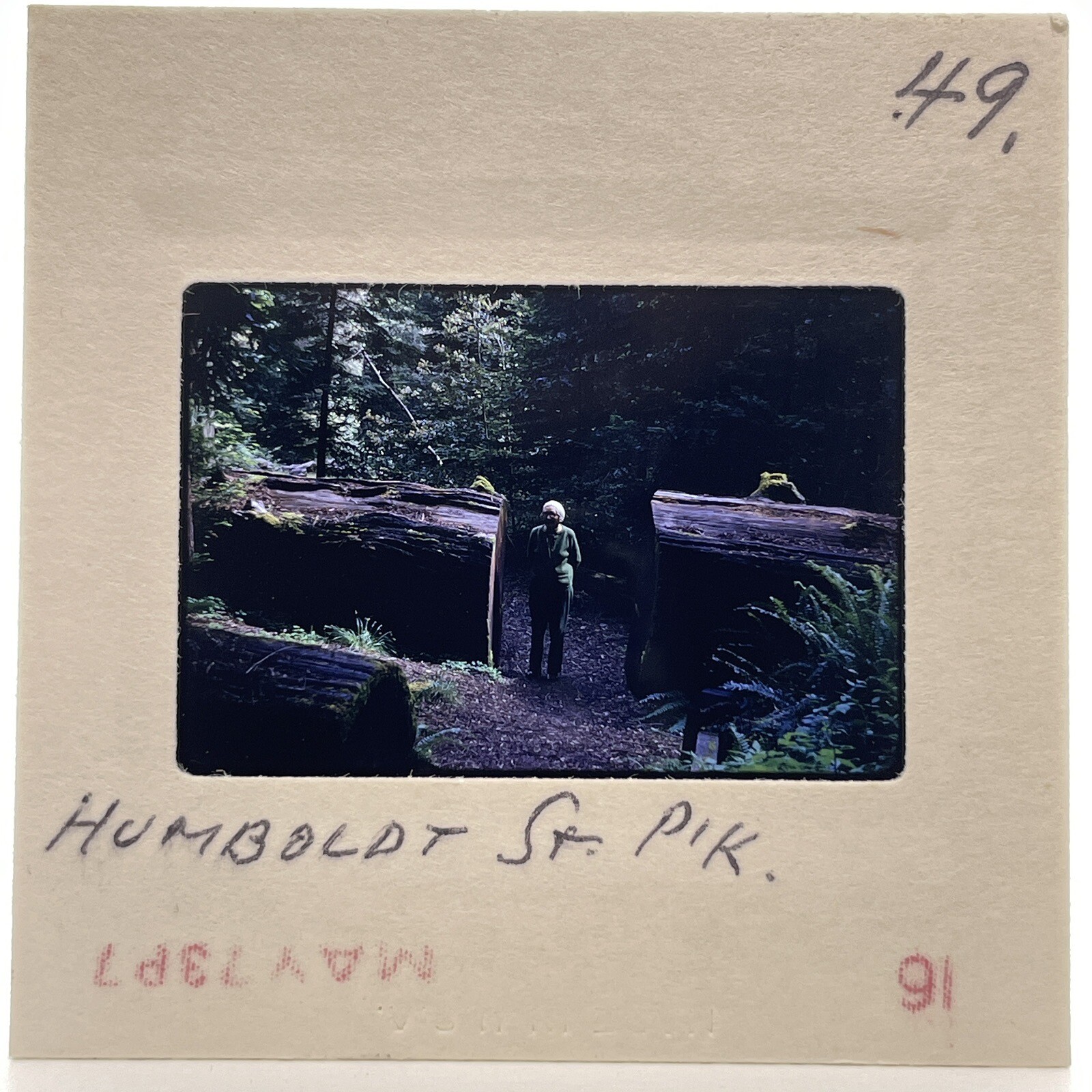 Vintage 70s 35mm Slide Woman Posed By Large Tree Humboldt State Park