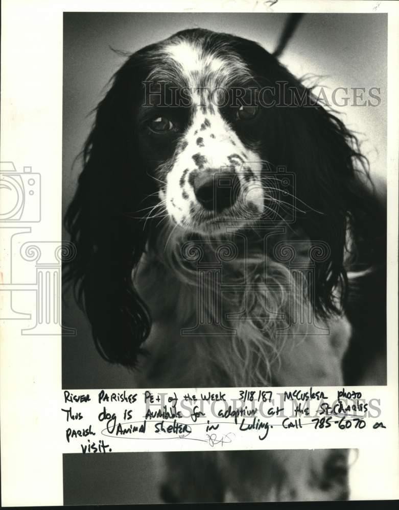1987 Press Photo This is the River Parishes Pet of the week. She awaits adoption