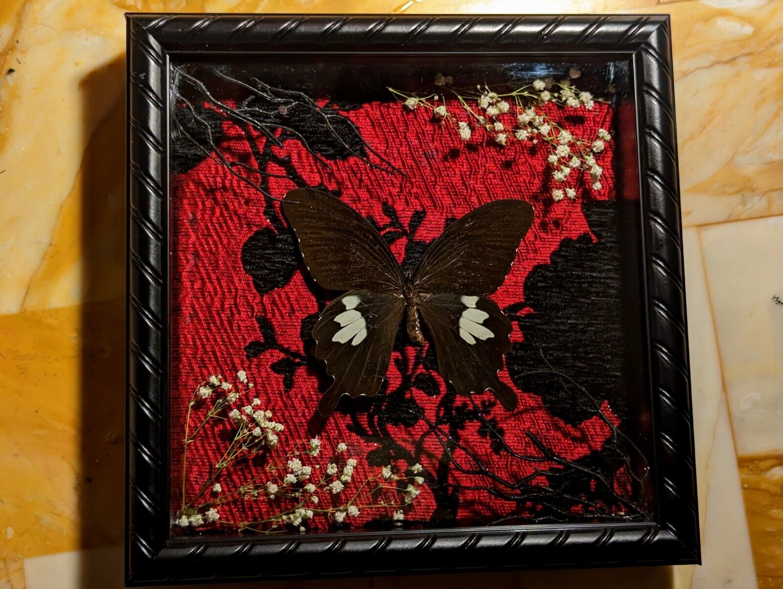 8x8 Red And Black Real Butterfly Taxidermy Shadow Box