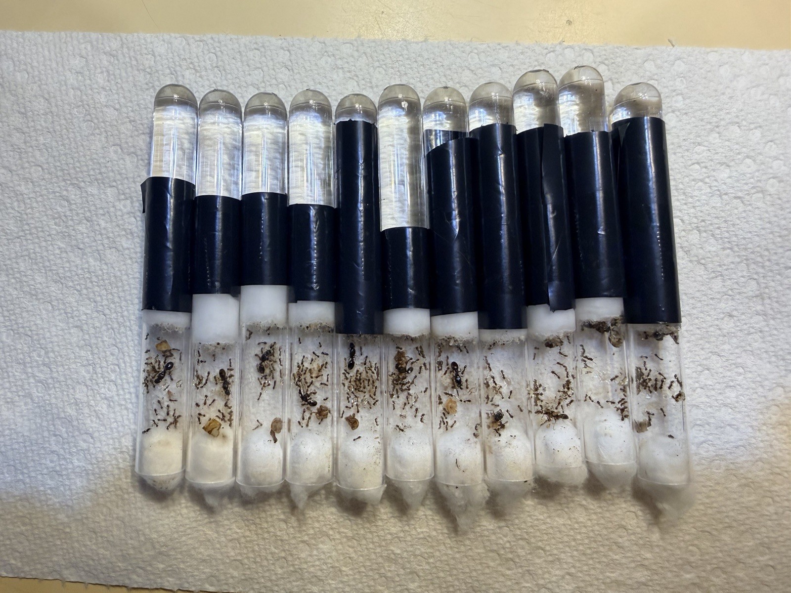 queen pavement ant ( Tetramorium immigrans) with About 20-40 Workers