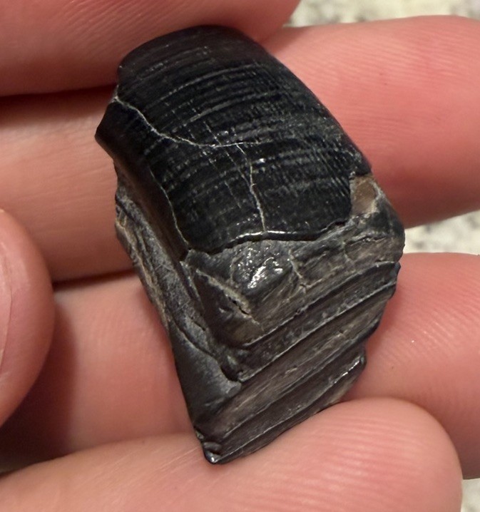 Fossil Ice Age Beaver Tooth Peace River Florida
