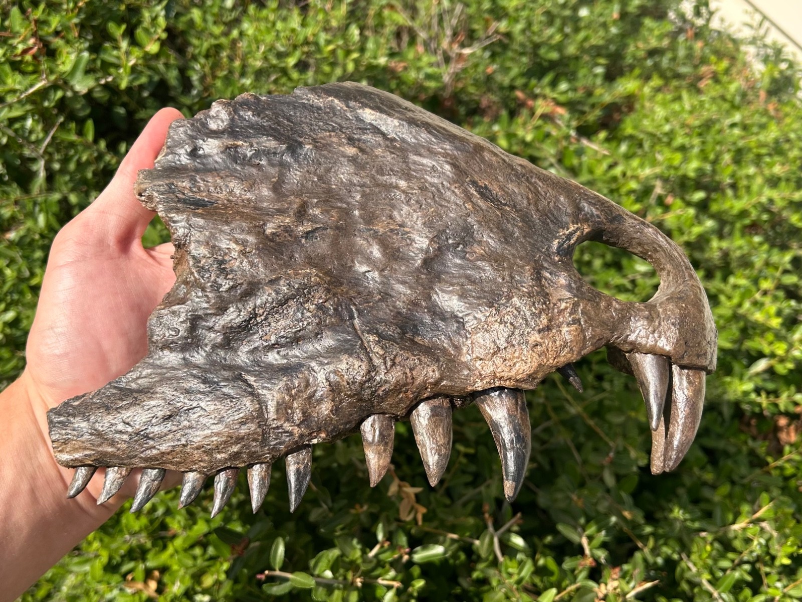 Fossil Dimetrodon Skull Partial Texas MUSEUM QUALITY Permian Reptile Dinosaur