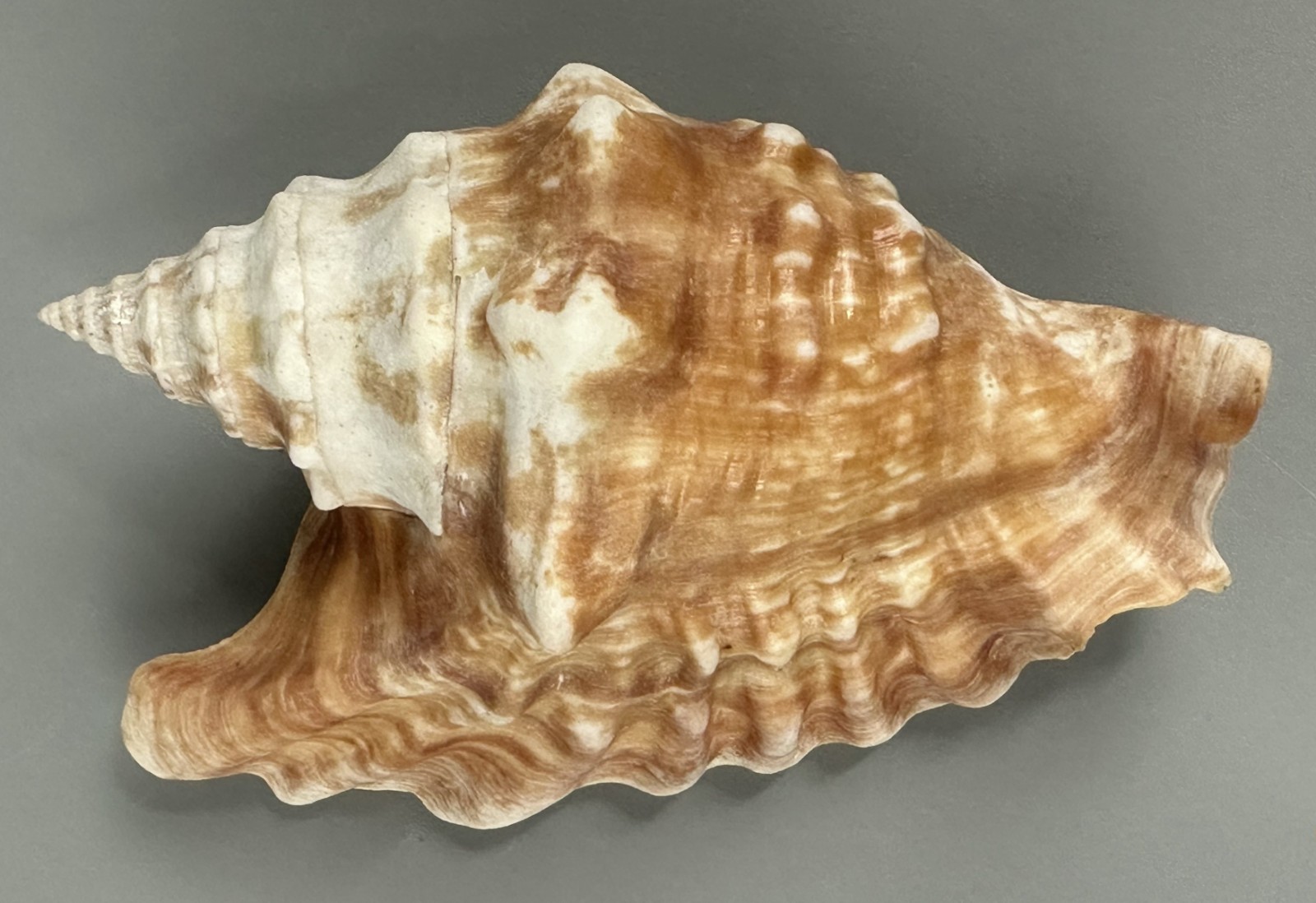Tricornis oldi 111.9mm VERY LARGE Rare Old's Conch Seashell Oman F++ with Data