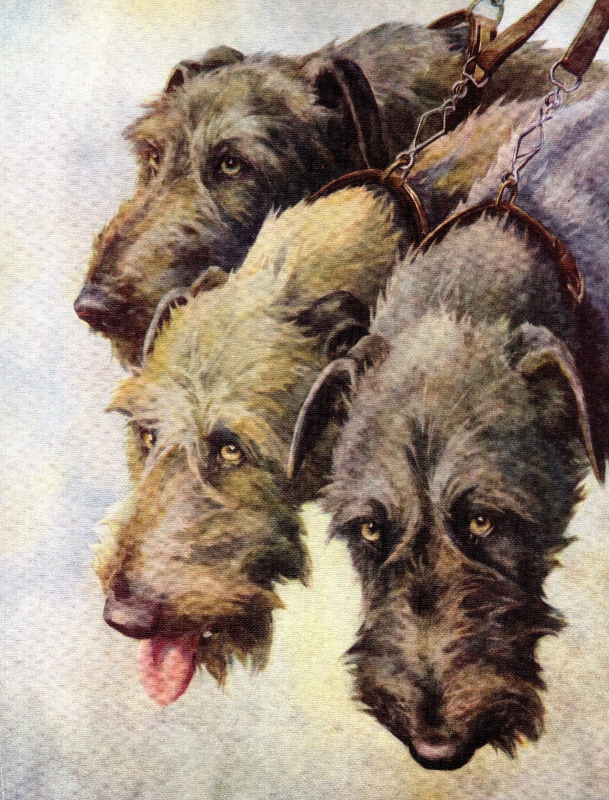 1930s Antique Irish Wolfhound Dog Print Nina Scott Langley Art Print 6876h