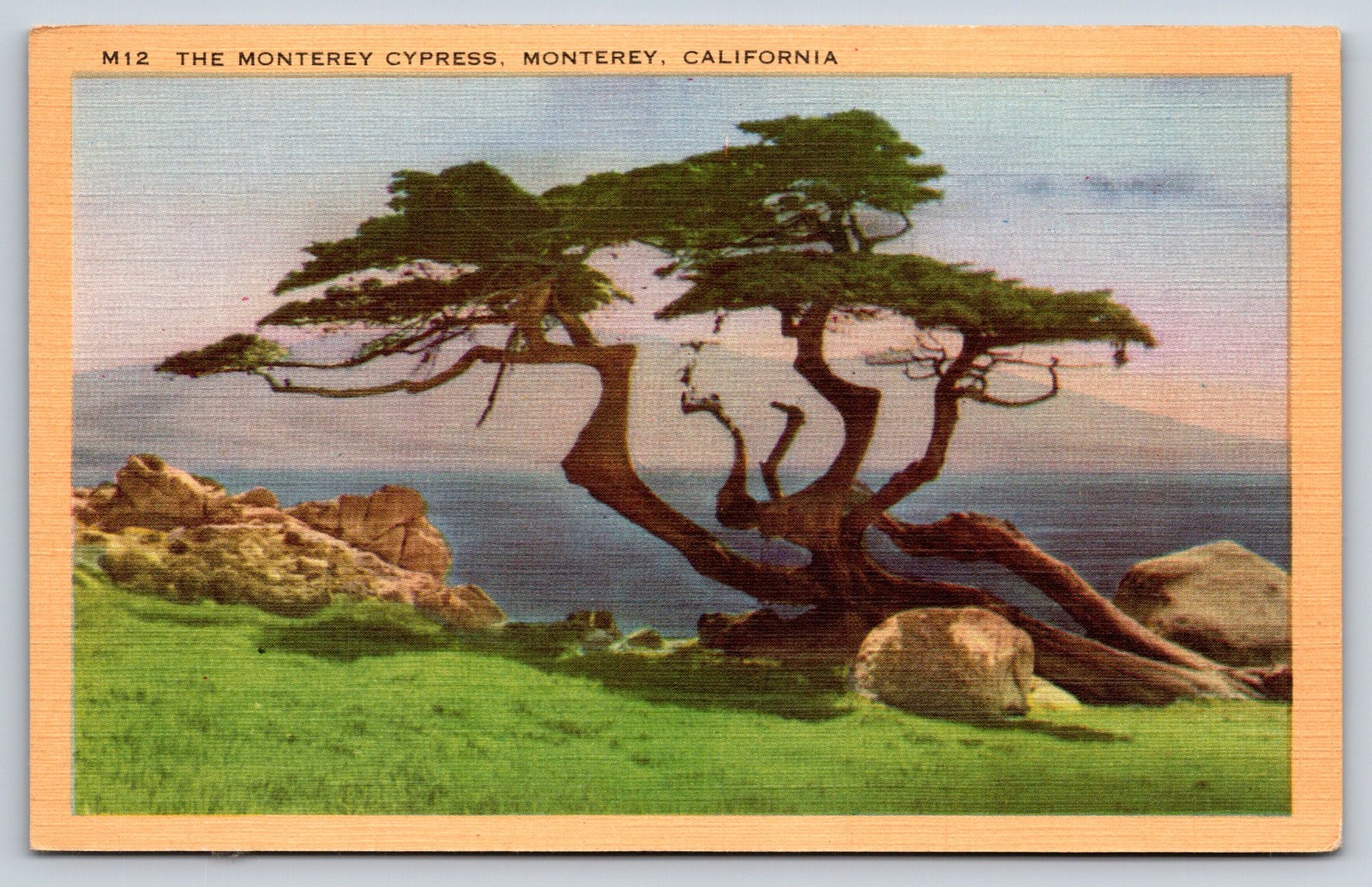 Vintage Postcard The Monterey Cypress California