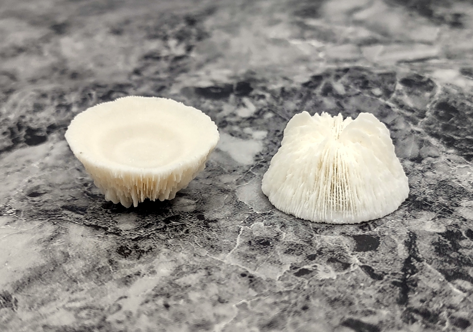 Mushroom Cupped Coral (2 corals approx. 1+ inches)