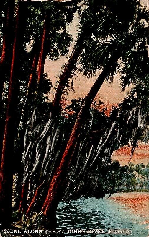 Postcard Scene Along the St John\'s River Florida