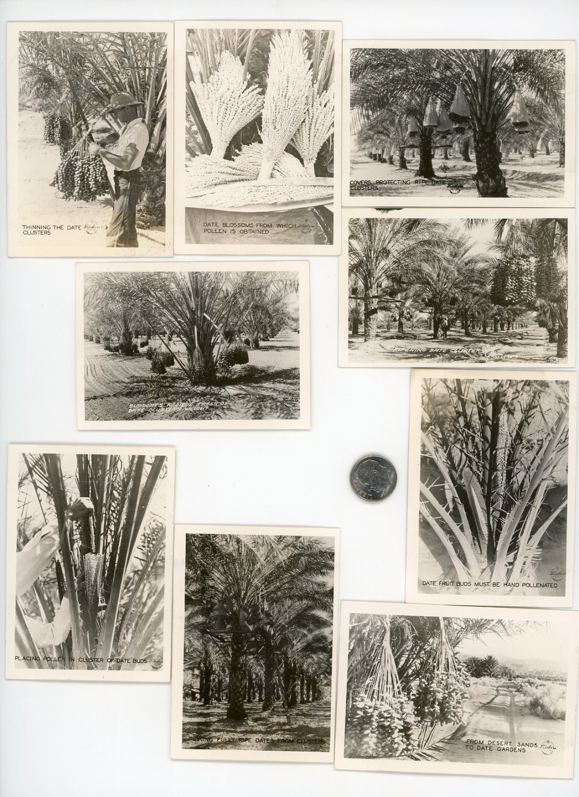 (9) Vintage 1940's Frasher's Souvenir photo lot / Planting & Harvesting DATES (9) Vintage 1940's Frasher's Souvenir photo lot / Planting & Harvesting DATES