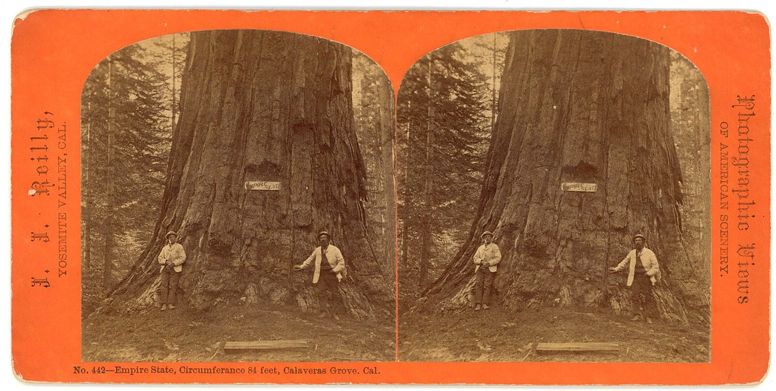 CALIFORNIA STEREOVIEW - Calaveras Grove - Empire State - JJ Reilly 1870s