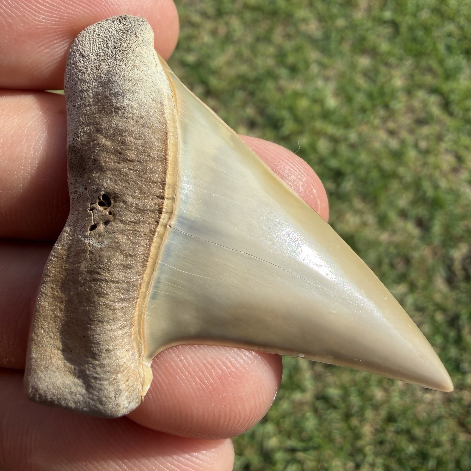 Museum Quality Extinct White Shark Tooth Fossil SWFL 2.21”