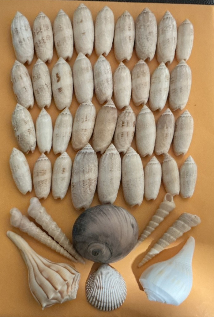 Lot of  40 + Nice Variety Of Beautiful Hand Picked Sea Shells from South Florida