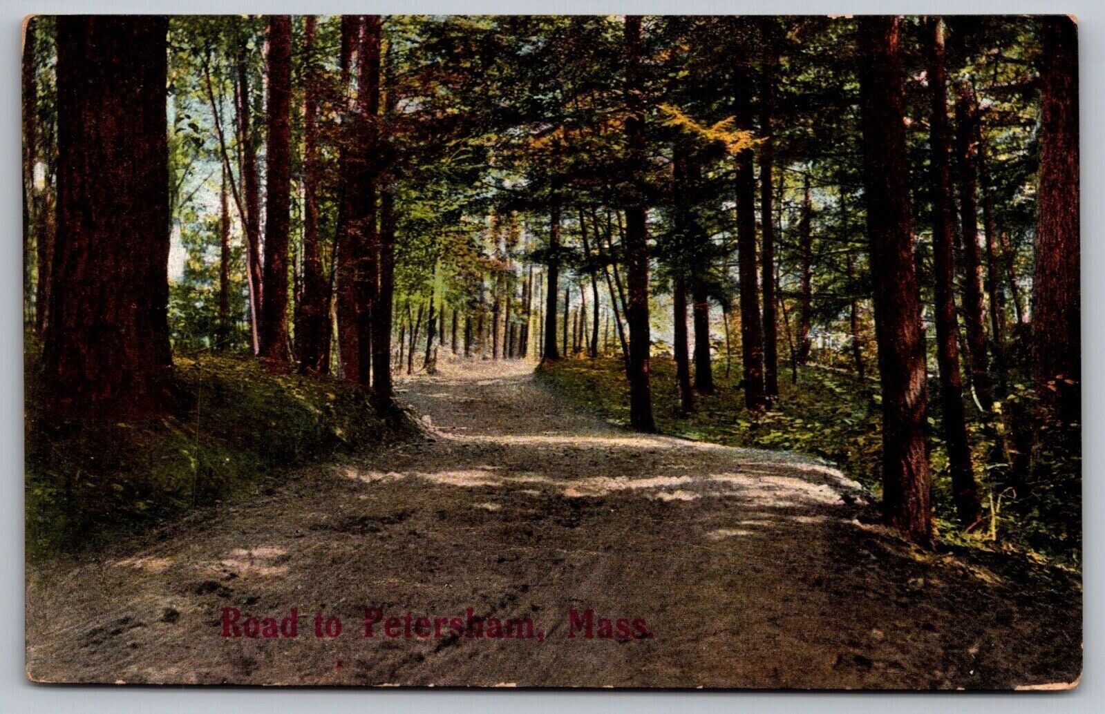 Petersham Massachusetts Country Road Forest Woods Mass MA Vintage UNP Postcard