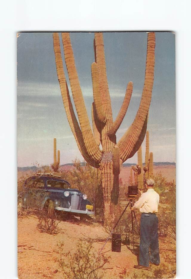Postcard Saguaro National Monument Cactus Desert near Tucson Arizona USA America