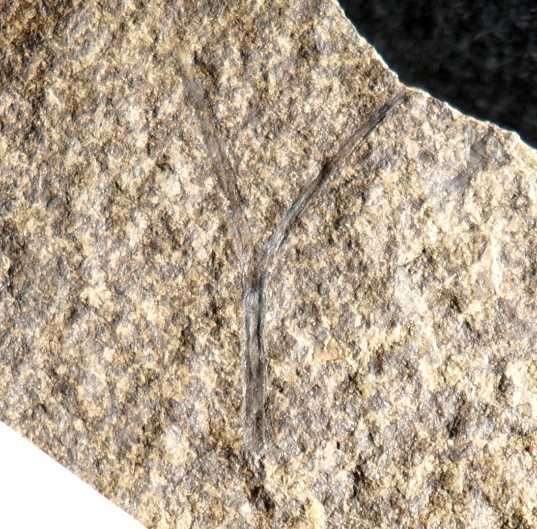 Museum quality very big Cooksonia oldest vascular Silurian fossil  land plant 
