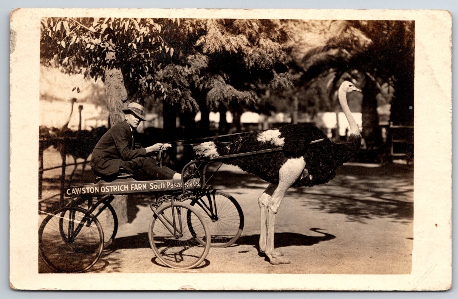 Vintage Cawston Ostrich Farm South Pasadena CA Real Photo Postcard