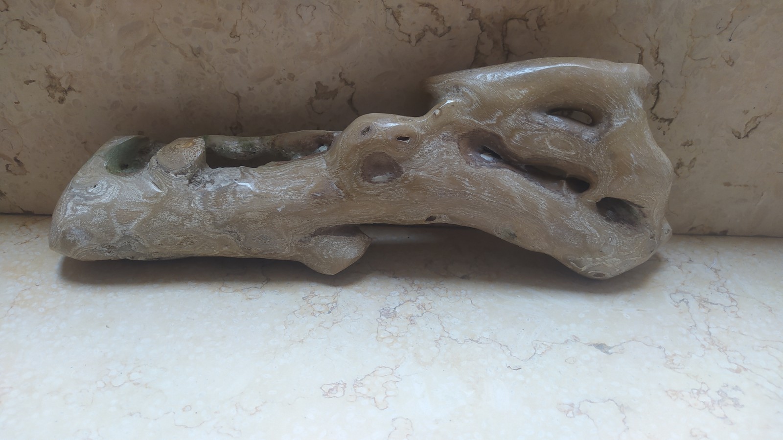 Coral Natural rare HUGE Branch 835grm 295mm Genuine specimen used for jewelry