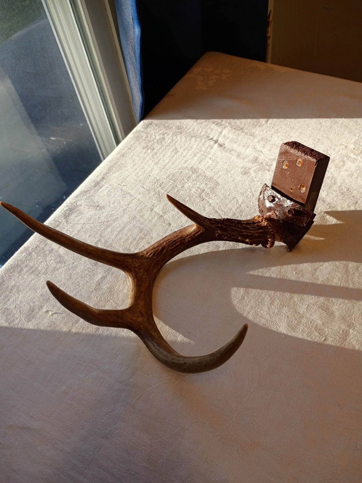 Whitetail Deer Antler 4 point 10\