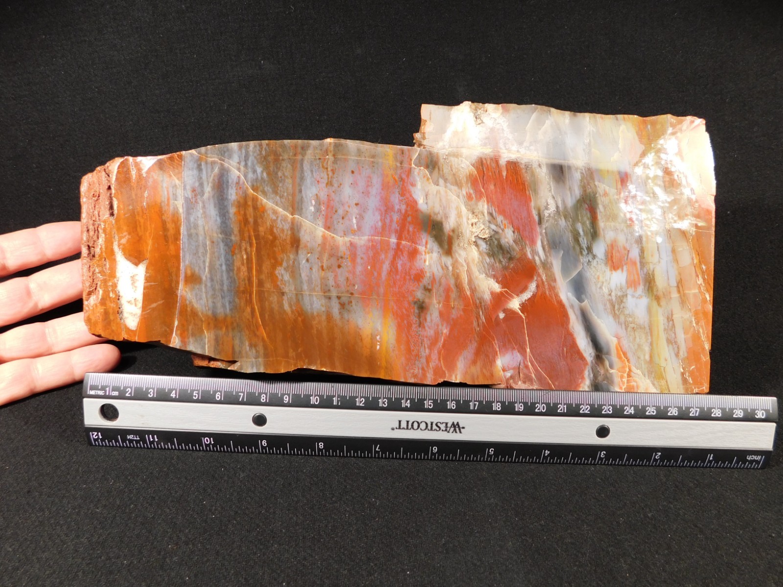Nice BARK BIG Polished Petrified RAINBOW WOOD Fossil Arizona 2313gr