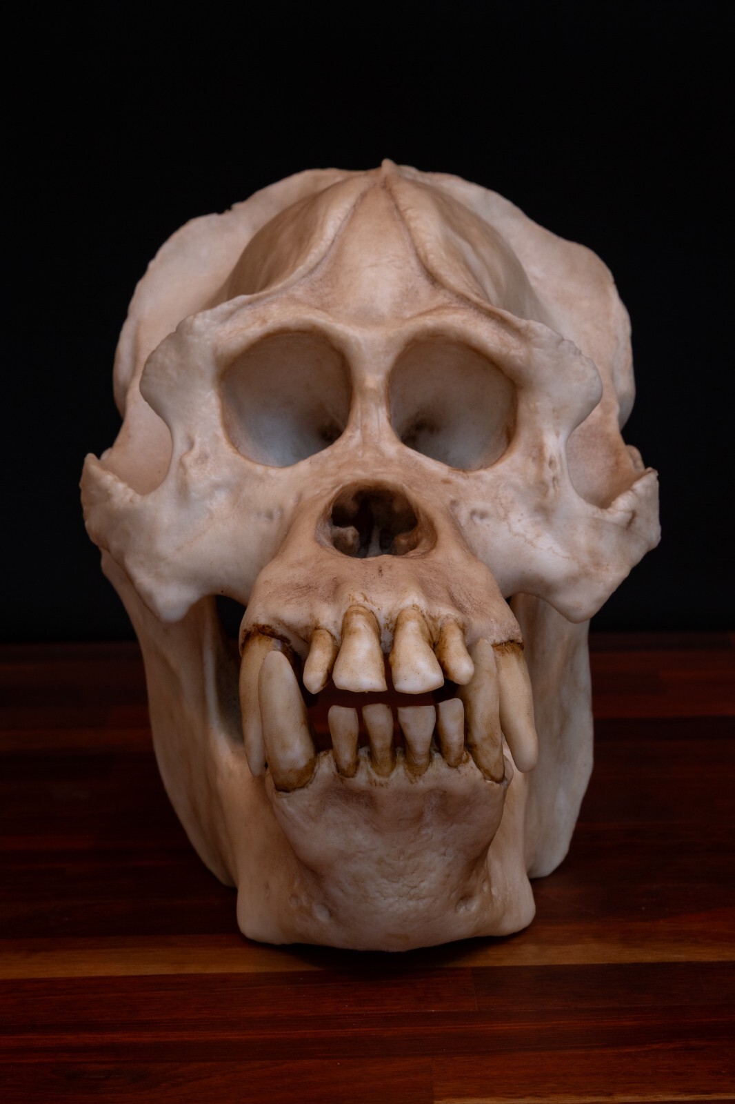 Sumatran Orangutan Skull Replica – Full Size Great Ape Anatomy Display