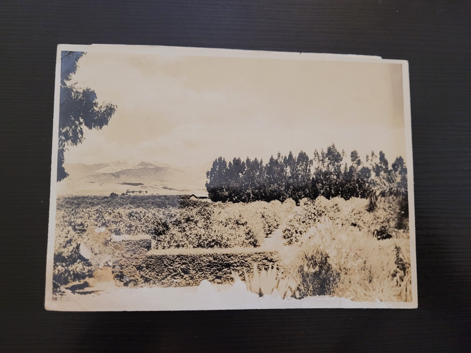 Vintage California Orange Grove Snow Mountains Paul\'s Photos Chicago 4.75x6.5