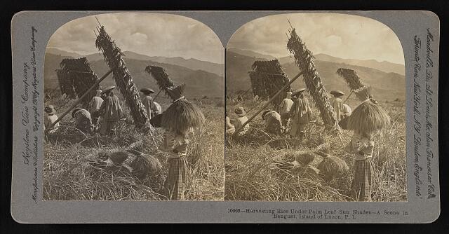 Photo:Benguet Luzon Philippines c1906 Rice Harvest Palm Leaf Sun Shades