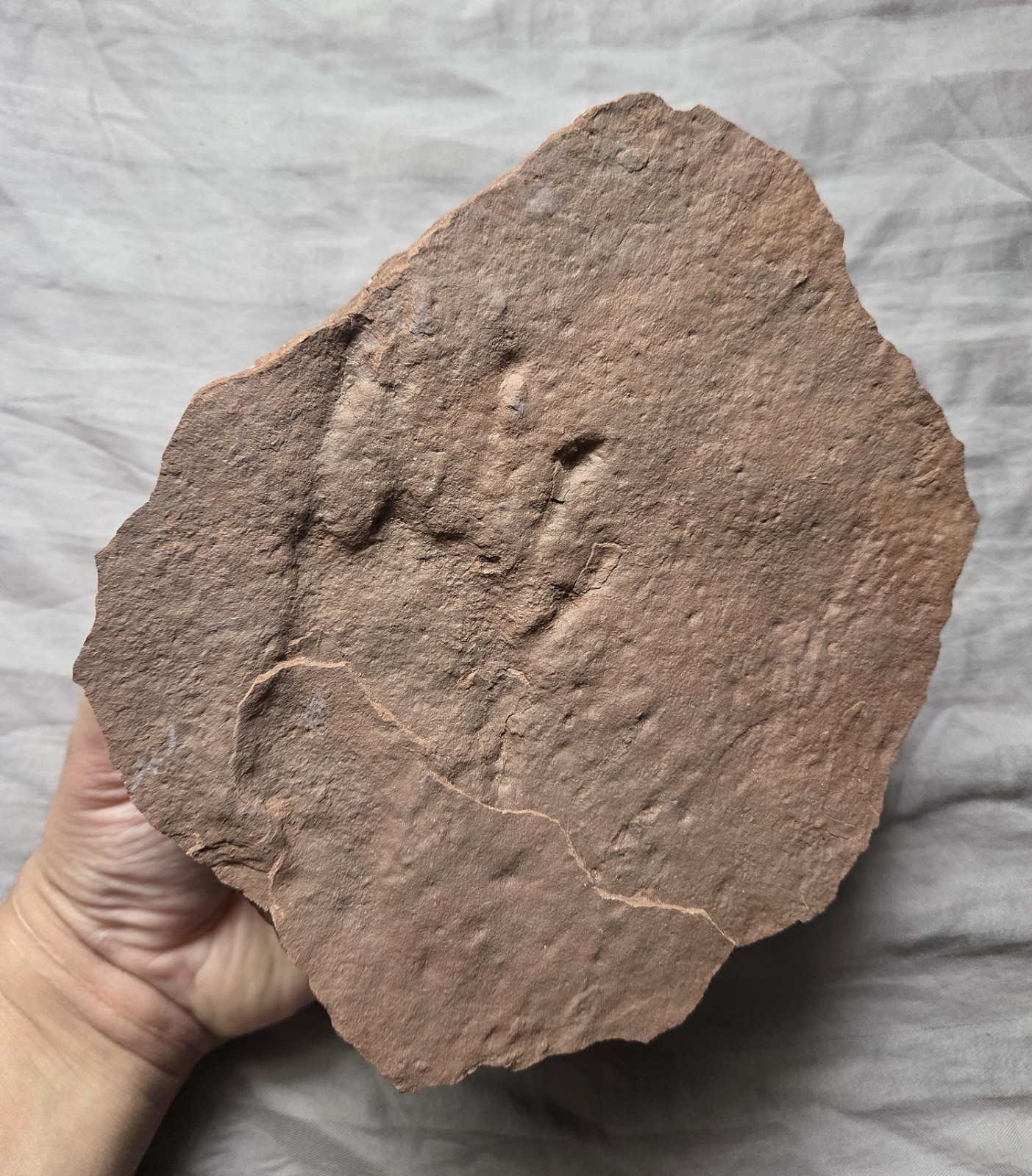 Super Rare Dimetrodon Reptile Footprint Fossil Track Dinosaur 