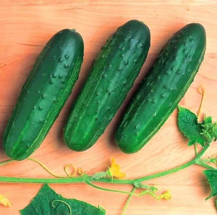 Cucumber PHOENIX 640 1 g Professional Seeds High Yield Worldwide Shipping