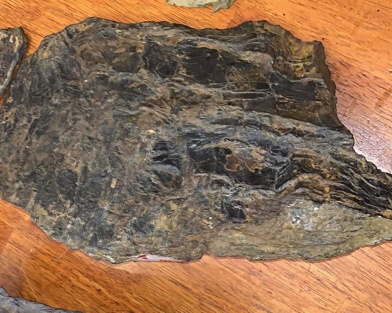 Incredibly rare med dorsal plate Placoderm armor - Arthrodira - Dunkleosteus sp