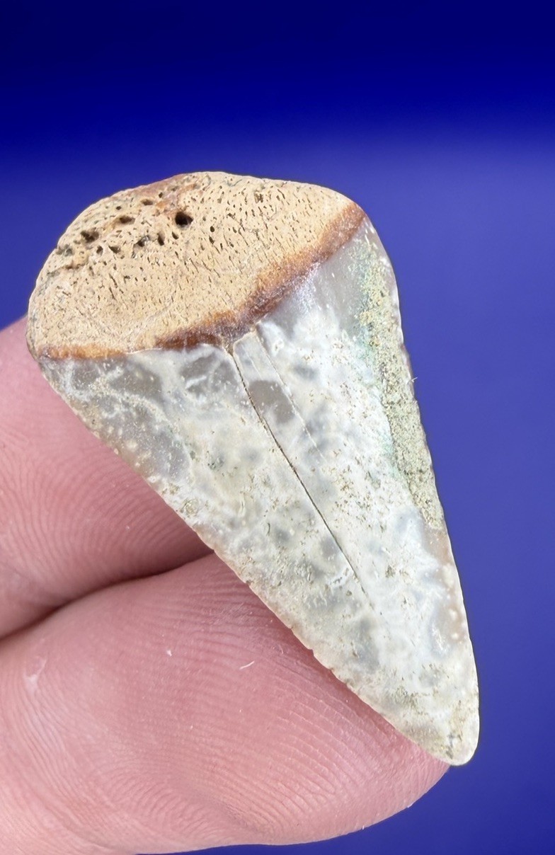 Light Colored GREAT WHITE Shark Tooth Fossil 1.23” from California