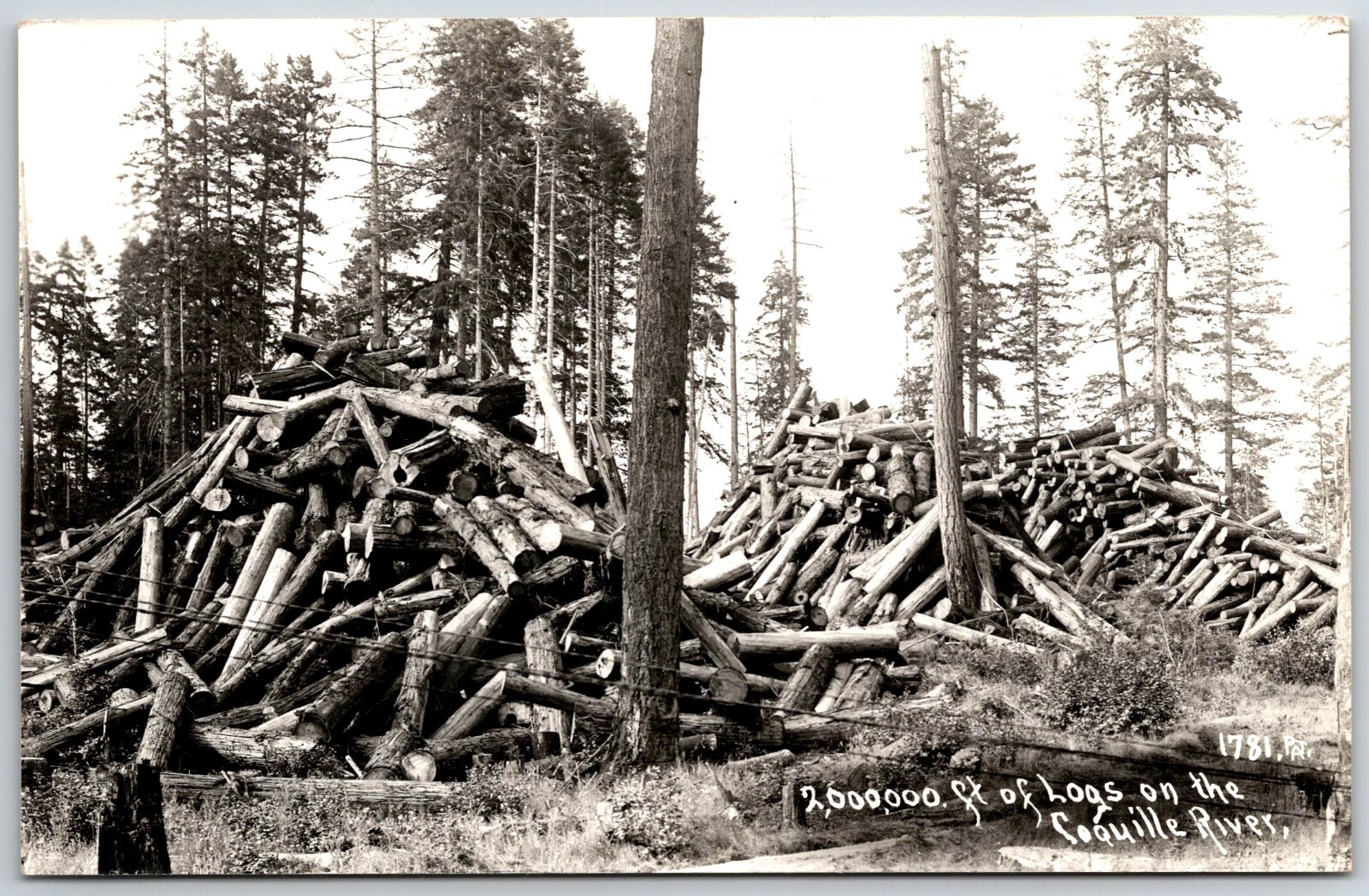 RPPC Real Photo 2,000,000 feet of Logs on Coquille River OR Oregon 1930s-1940s