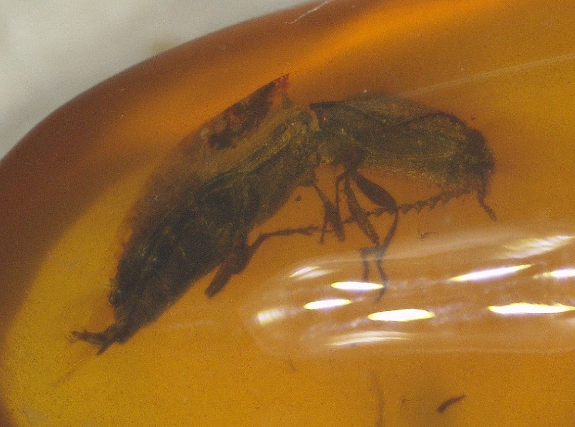 Click Beetle with Chironomid in Burmese Burmite Amber Fossil Dinosaur Age