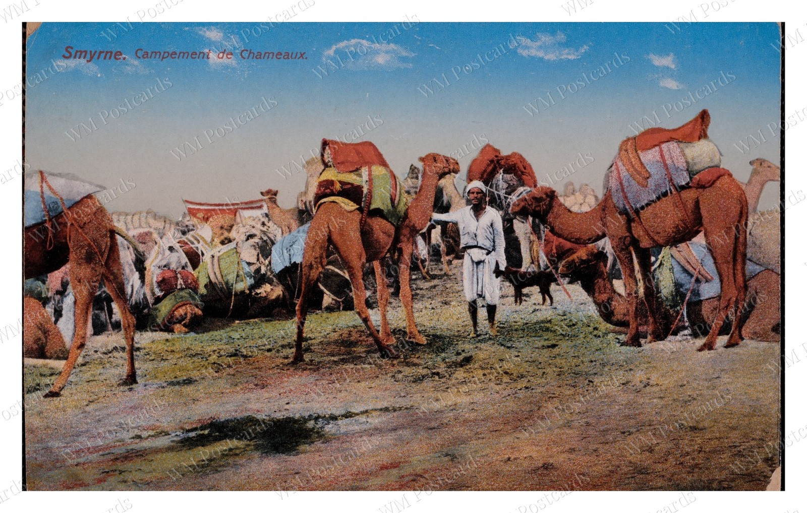 Izmir Turkey circa 1910s Camel Camp Camels Standard Postcard