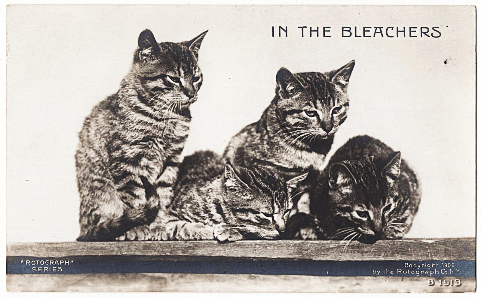 real photo Cat Cats \' In The Bleachers \