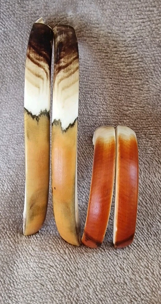 Pair BEAVER tooth/ Taxidermy/ Jewellery and More