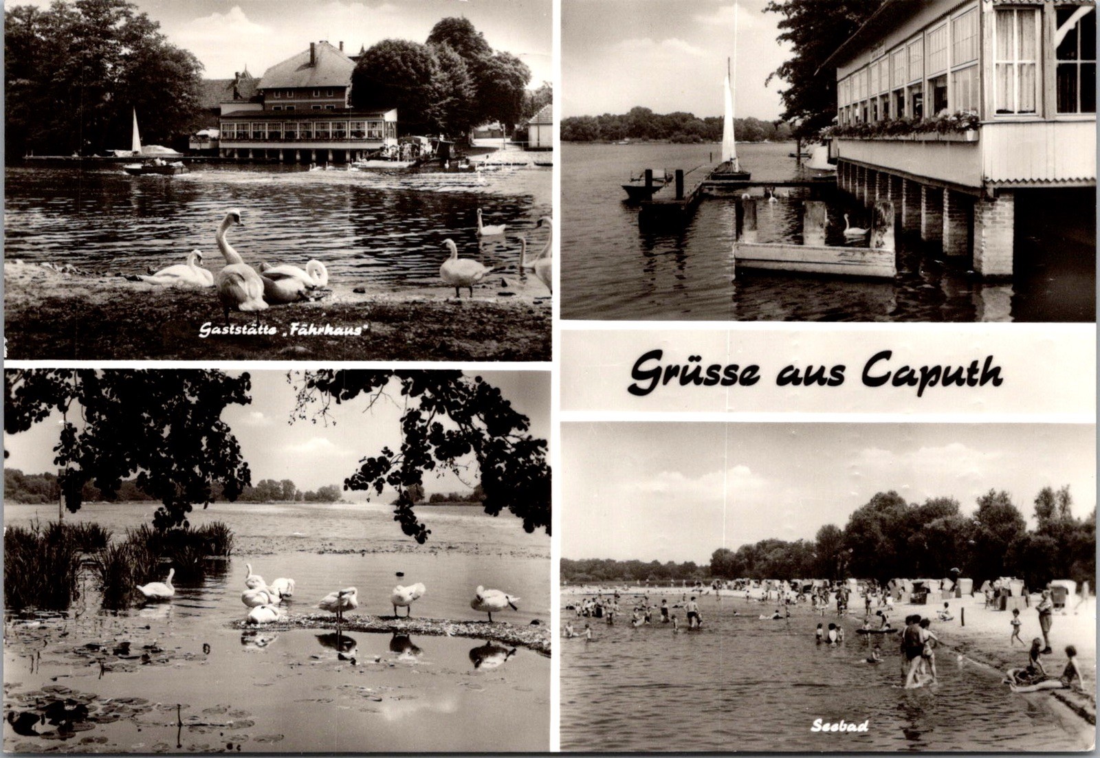 Grüsse Aus Caputh Scenic Views Lakes Swans Seebad Stamp Real Photo RPPC Postcard