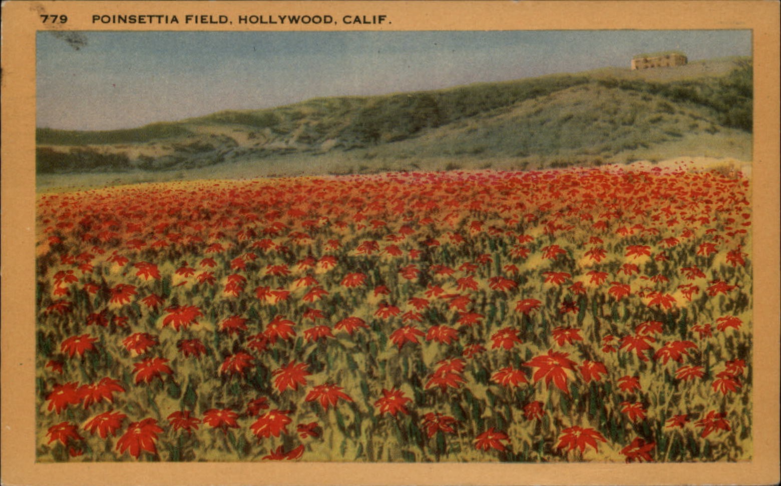 Hollywood California Poinsettia field mailed 1942 linen postcard to Owosso MI