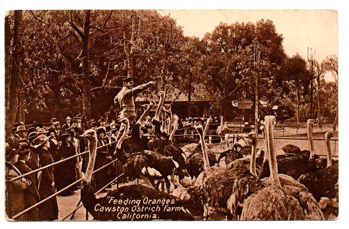 Vintage Postcard Feeding Oranges Cawston Ostrich Farm CA Neuner Co Unposted