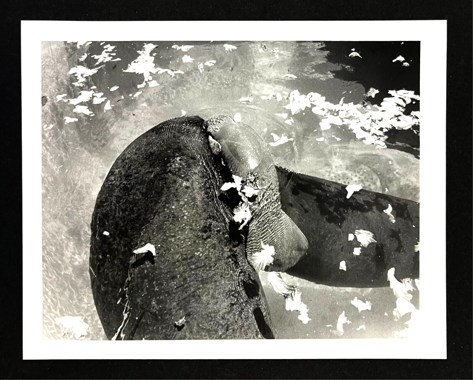 1992 Miami Sea World Orphaned Baby Manatee Nursing Adopted By Kasha Press Photo