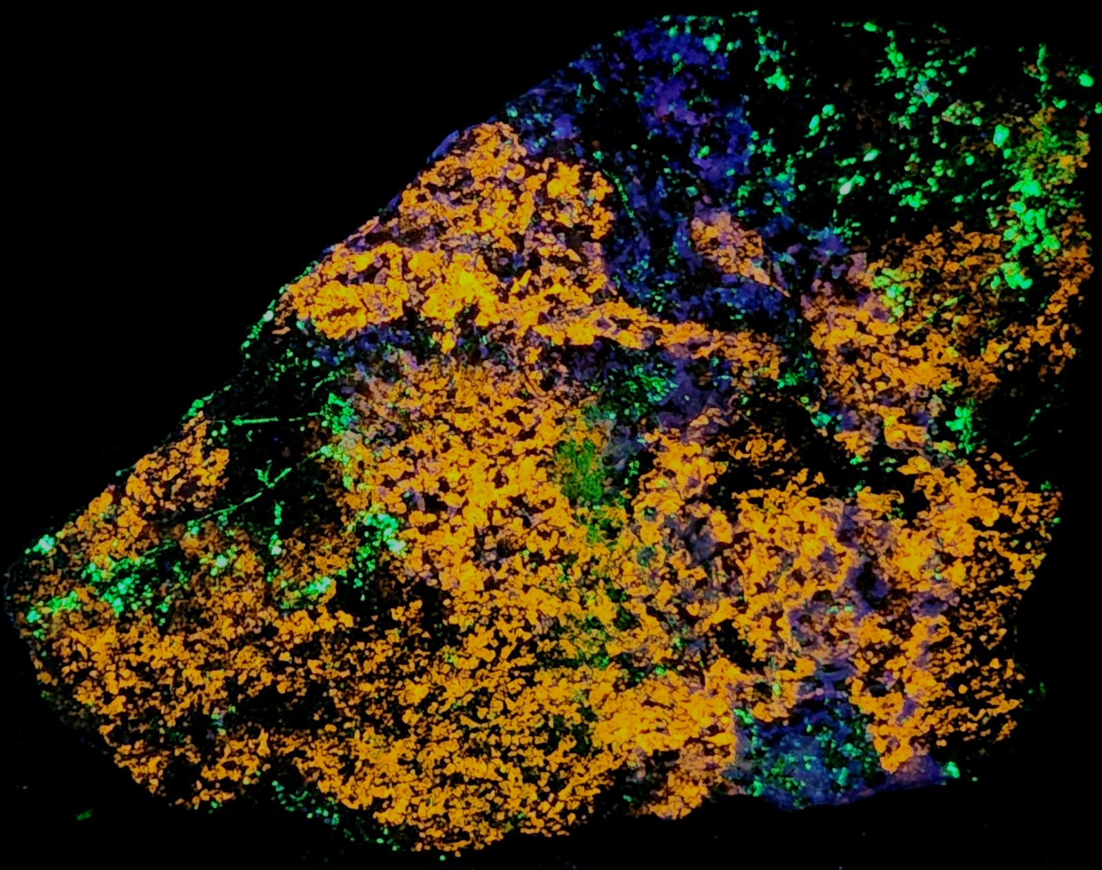 XL 5lbs SW UV Fluorescent Rich Clinohedrite Hardystonite & Willemite Franklin NJ