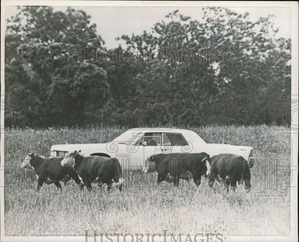1968 Press Photo President Lyndon Johnson herding cattle by car on LBJ Ranch