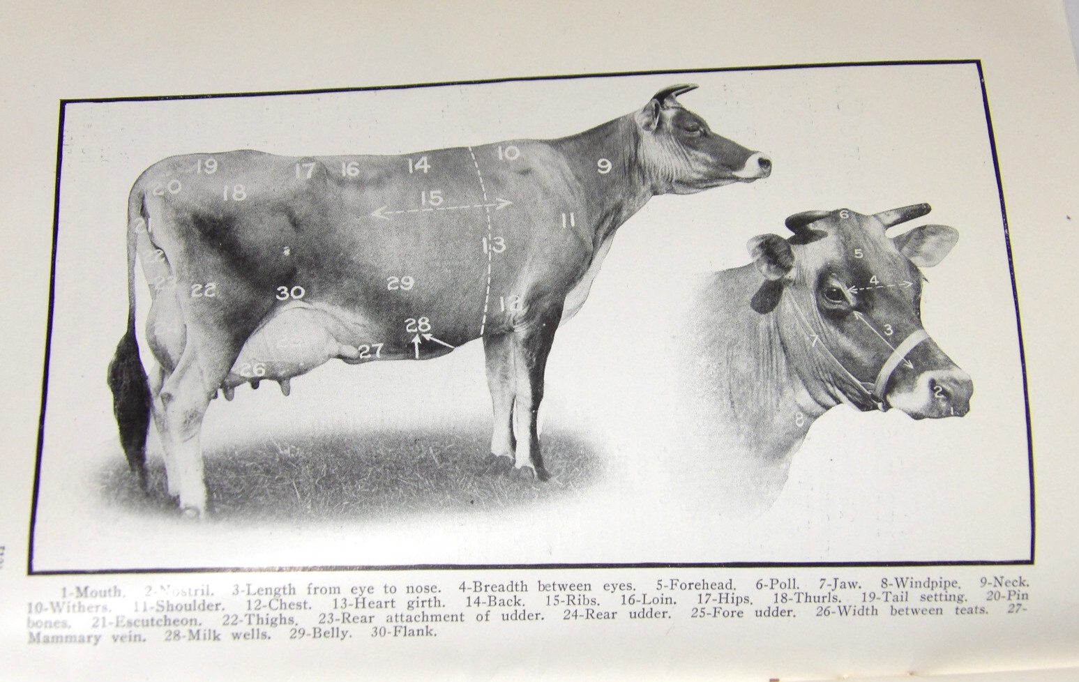 1911 VAN PELT'S COW DEMONSTRATION BOOK 1st EDITION ILLUSTRATED 5 ESSENTIALS